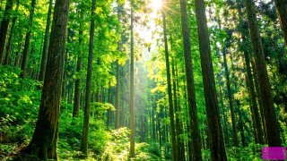 三峡库区森林，绿色宝藏的固碳守护者