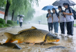 武汉高校奇观，暴雨后10斤重鲤鱼集体上岸