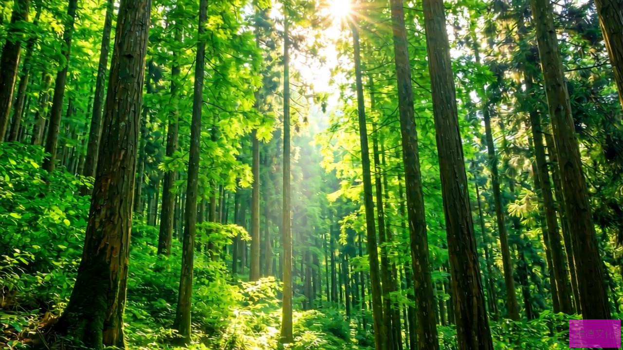 三峡库区森林的碳汇价值,绿色宝藏的固碳力量